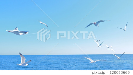 大空を舞うカモメの群れ 120053669