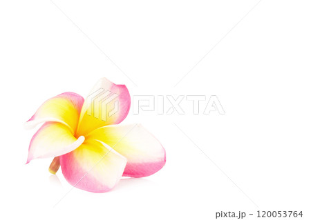 frangipani. plumeria. temple tree. graveyard tree. flower. isolated on white background 120053764