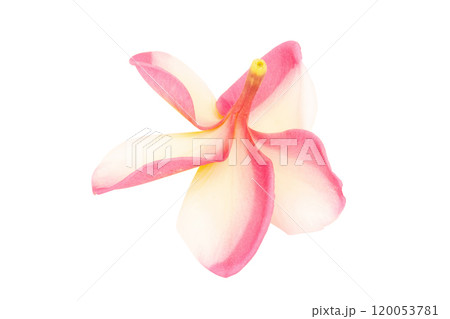 frangipani. plumeria. temple tree. graveyard tree. flower. isolated on white background frangipani. plumeria. temple tree. graveyard tree. flower. isolated on white background 120053781
