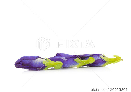 blue pea butterfly pea isolated on white background blue pea butterfly pea isolated on white background 120053801