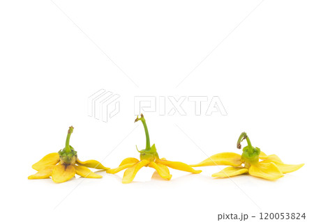 flower climbing ylang-ylang, manorangini, hara-champa kantali champa isolated on white background 120053824
