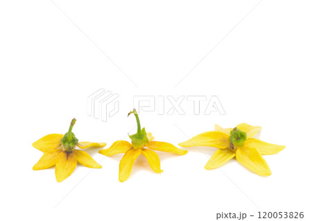 flower climbing ylang-ylang, manorangini, hara-champa kantali champa isolated on white background flower climbing ylang-ylang, manorangini, hara-champa kantali champa isolated on white background 120053826