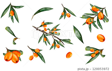 Set of sea buckthorn watercolor, Juicy painted berries and twigs in a realistic style by hand. Elements isolated on white background. 120053972