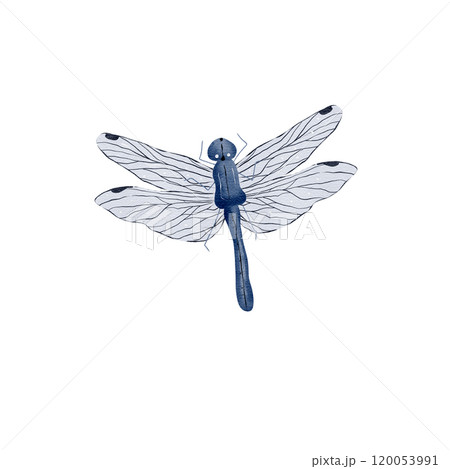 Blue dragonfly hand drawn in watercolor in realistic style. Isolated on a white background. Suitable for printing on fabrics. invitations. postcards and for design 120053991