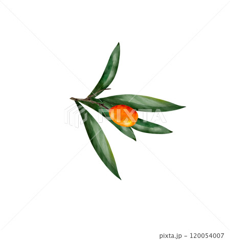 sea buckthorn watercolor, Juicy painted berries and twigs in a realistic style by hand. Elements isolated on white background. 120054007