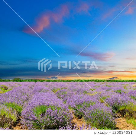 Beautiful image of lavender field. Summer sunset landscape 120054051