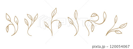 Delicate botanical leaf designs on a white background. Vector illustration Delicate botanical leaf designs on a white background. Vector illustration 120054067