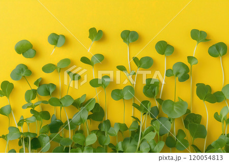 Green sprouts growing against a vibrant yellow wall, showcasing nature’s beauty and the freshness 120054813