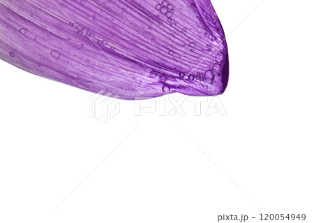 A drop of serum on a purple flower petal. A drop of serum on a purple flower petal. 120054949