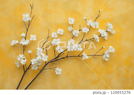Elegant white cherry blossom branches displayed against a vibrant yellow background for a cheerful 120055276