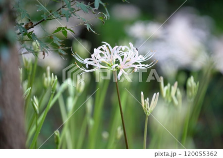 白い彼岸花(ヒガンバナ 曼珠沙華) 白い彼岸花(ヒガンバナ 曼珠沙華) 120055362