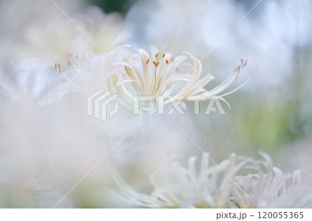 白い彼岸花(ヒガンバナ 曼珠沙華) 白い彼岸花(ヒガンバナ 曼珠沙華) 120055365