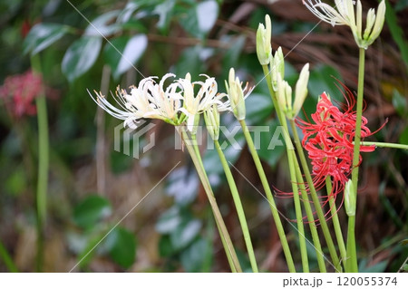 白色と赤い彼岸花（ヒガンバナ　曼珠沙華） 120055374
