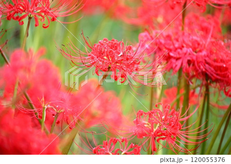 彼岸花（ヒガンバナ　曼珠沙華） 120055376