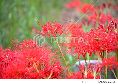彼岸花(ヒガンバナ 曼珠沙華) 彼岸花(ヒガンバナ 曼珠沙華) 120055378