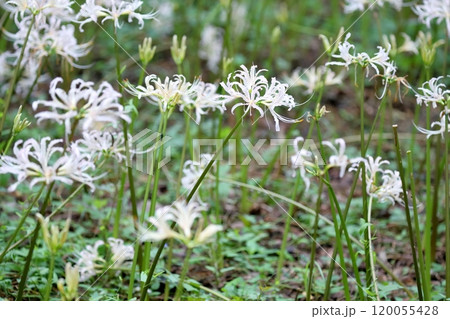 白い彼岸花(ヒガンバナ 曼珠沙華) 白い彼岸花(ヒガンバナ 曼珠沙華) 120055428