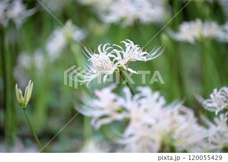 白い彼岸花（ヒガンバナ　曼珠沙華） 120055429