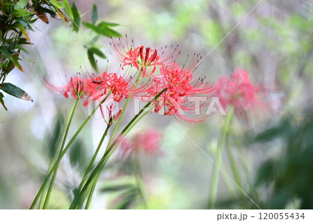 彼岸花（ヒガンバナ　曼珠沙華） 120055434