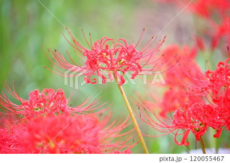 彼岸花(ヒガンバナ 曼珠沙華) 彼岸花(ヒガンバナ 曼珠沙華) 120055467