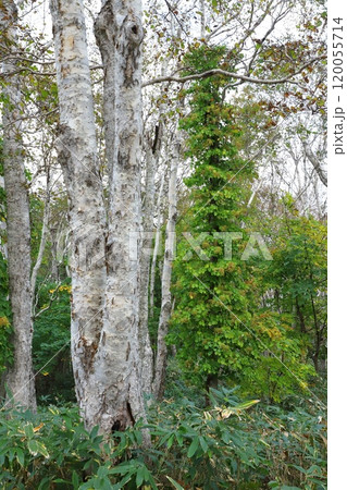 白樺の木 120055714
