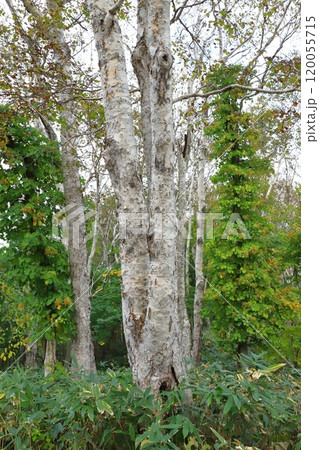 白樺の木 120055715