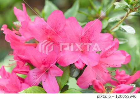 春に咲くピンクの花のイメージ　(写真素材) 120055946