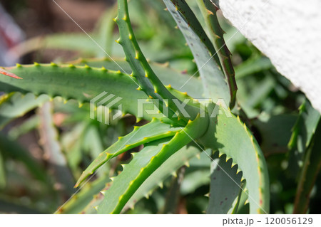 アロエのイメージ　(写真素材) 120056129