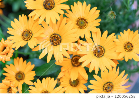 ディモルフォセカ(アフリカキンセンカ)のイメージ (写真素材) ディモルフォセカ(アフリカキンセンカ)のイメージ (写真素材) 120056258