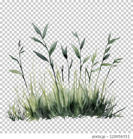 Watercolor illustration of grass blades on a transparent background. Perfect for natural design projects, eco-themed artwork, botanical illustrations, and minimalist nature-inspired compositions. 120056351