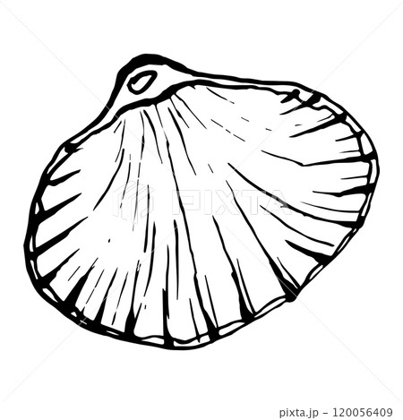 Line Art Illustration of Shell. Vector Seashells in Black and White style. Drawing mollusk isolated on white background. Stylized graphics. Underwater world line art for design label, postcards Line Art Illustration of Shell. Vector Seashells in Black and White style. Drawing mollusk isolated on white background. Stylized graphics. Underwater world line art for design label, postcards 120056409