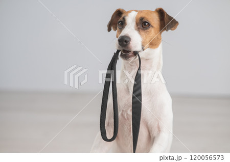 Portrait of a Jack Russell Terrier dog holding a leash.  120056573