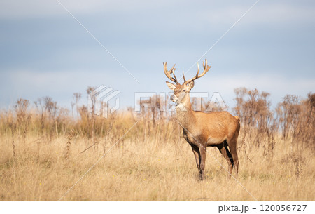 Young red deer stag standing in grass during the rut in autumn Young red deer stag standing in grass during the rut in autumn 120056727