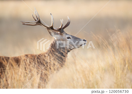 Young red deer stag standing in grass during the rut in autumn Young red deer stag standing in grass during the rut in autumn 120056730