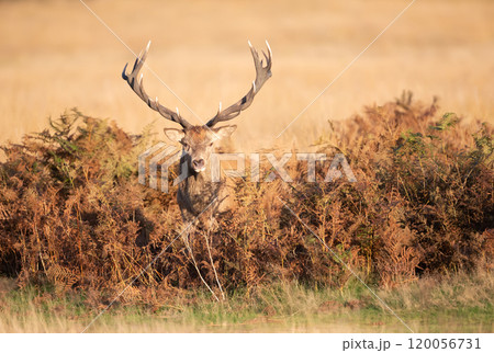 Red deer stag standing in grass during the rut in autumn Red deer stag standing in grass during the rut in autumn 120056731