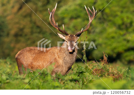 Portrait of a red deer stag standing in bracken during the rut in autumn 120056732