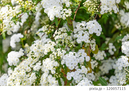 コデマリのイメージ　(写真素材) 120057115