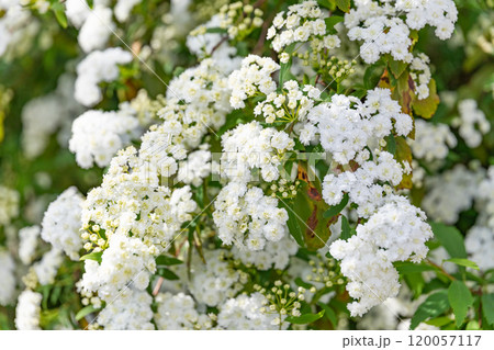 コデマリのイメージ (写真素材) コデマリのイメージ (写真素材) 120057117