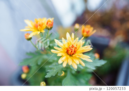 autumn chrysanthemum flowers in garden autumn chrysanthemum flowers in garden 120057233