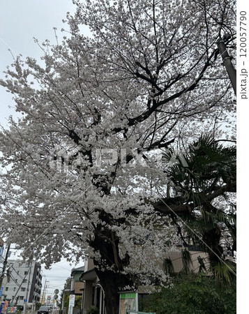 4月上旬、街角に咲く、満開の桜の花です。 120057790