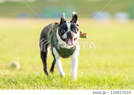 ボストンテリア 120057824