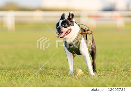 ボストンテリア 120057834