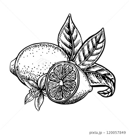Lemon whole and half with leaves and flowers. Vector graphic illustration. Black and white hand drawn image. On a white background. For menu, labels, posters, recipes, stickers, packaging. 120057849