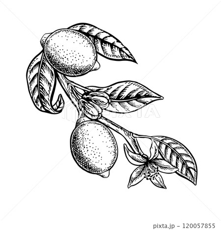 Branch with lemon fruits. Vector graphic illustration of citrus fruit. Black and white hand drawn image. On white background. Great for cards, labels, recipe posters, stickers, packaging. Branch with lemon fruits. Vector graphic illustration of citrus fruit. Black and white hand drawn image. On white background. Great for cards, labels, recipe posters, stickers, packaging. 120057855