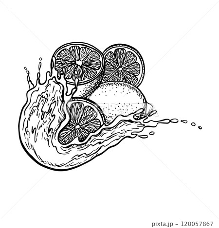 Lemons in a splash of juice. Vector graphic illustration of sliced juicy lemon. Black and white hand drawn image of citrus fruits. For menus, labels, recipes, packaging. Lemons in a splash of juice. Vector graphic illustration of sliced juicy lemon. Black and white hand drawn image of citrus fruits. For menus, labels, recipes, packaging. 120057867