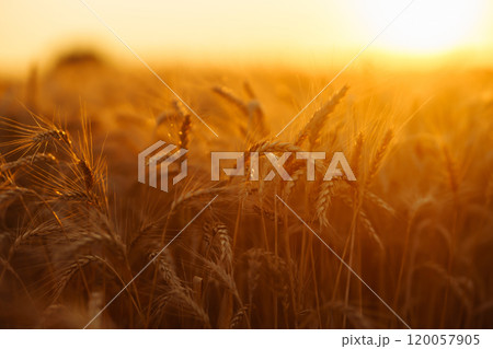 Wheat field. Ears of golden wheat close up. Beautiful Nature Sunset Landscape. Wheat field. Ears of golden wheat close up. Beautiful Nature Sunset Landscape. 120057905