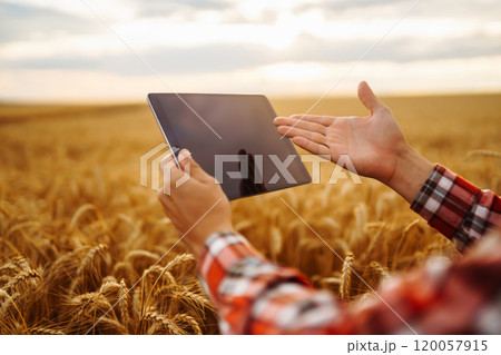 Tablet in the hands of a farmer. Smart farm. Farmer checking his crops on field. 120057915