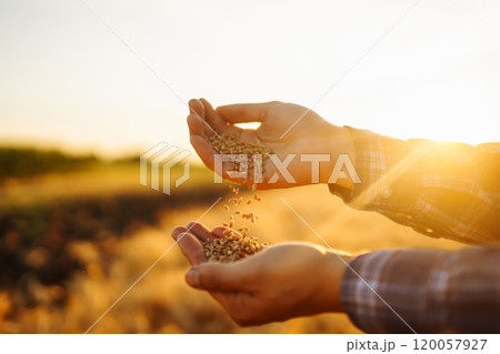 Hands Of A Farmer Close-up Holding A Handful Of Wheat Grains In A Wheat Field. Growth nature harvest Hands Of A Farmer Close-up Holding A Handful Of Wheat Grains In A Wheat Field. Growth nature harvest 120057927