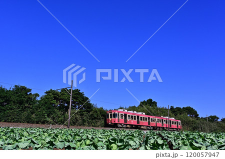 快晴の空の下、キャベツ畑を走る銚子電鉄 120057947