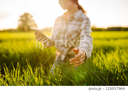 Agronomist in wheat field with wheat sprouts in his hands. Business, agriculture concept. 120057964