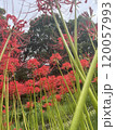 彼岸花と空 120057993